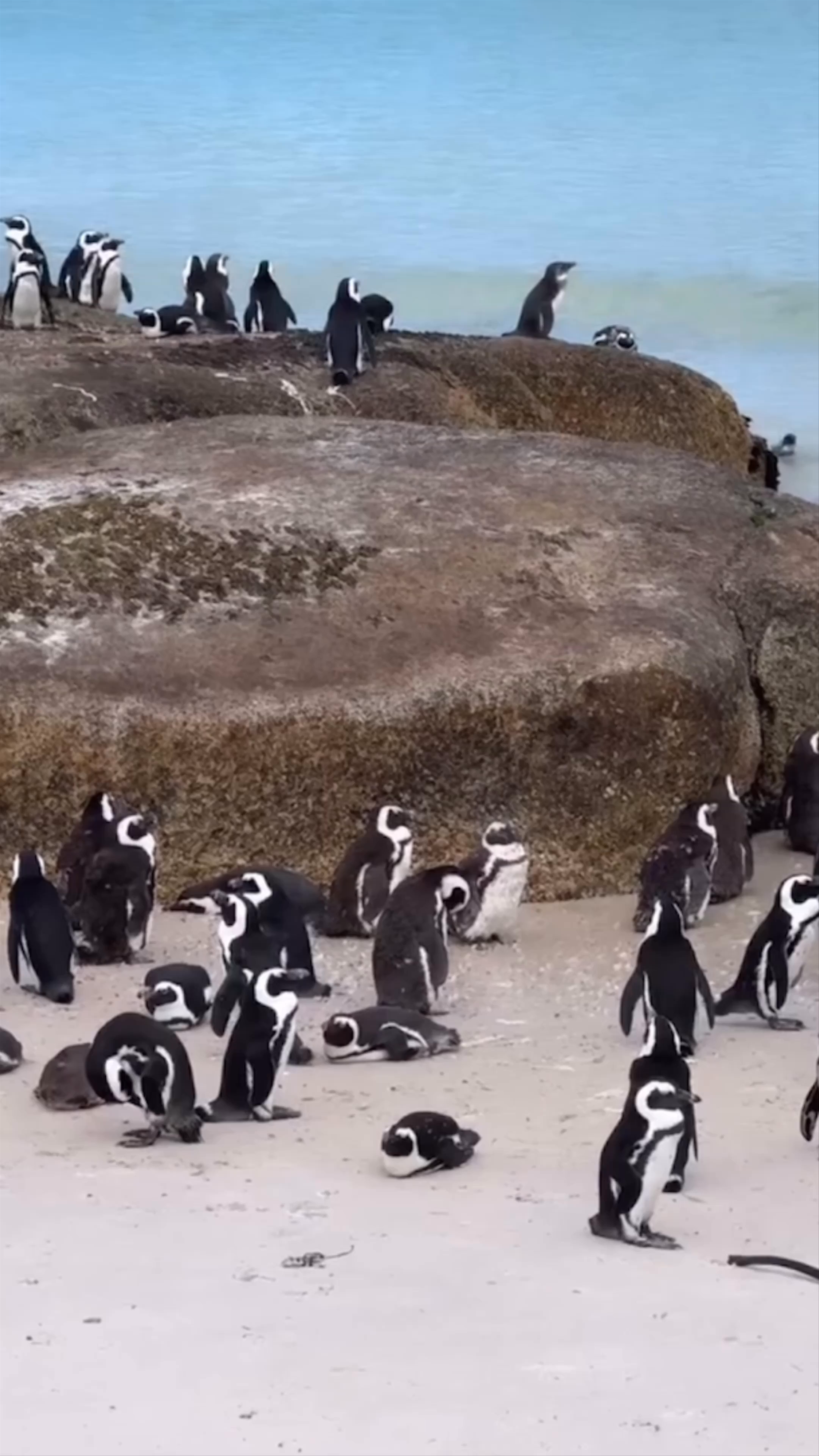 Boulders Beach