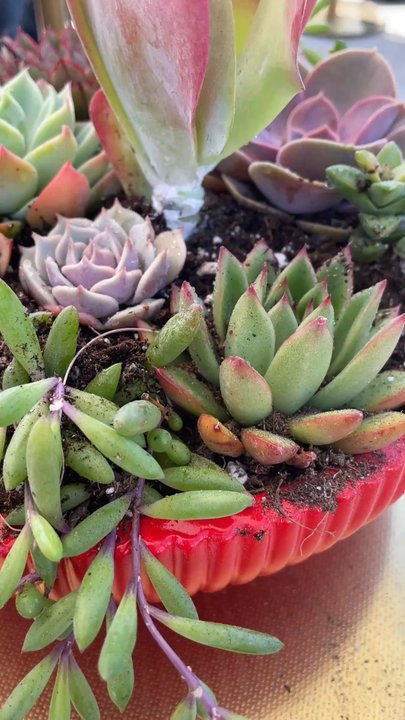 ASucca4U - Plant & Sip event - Florists Near Me - Menifee, California