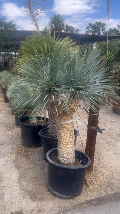 Hurley's Nursery - Nurseries & Gardening Near Me - Las Vegas, Nevada