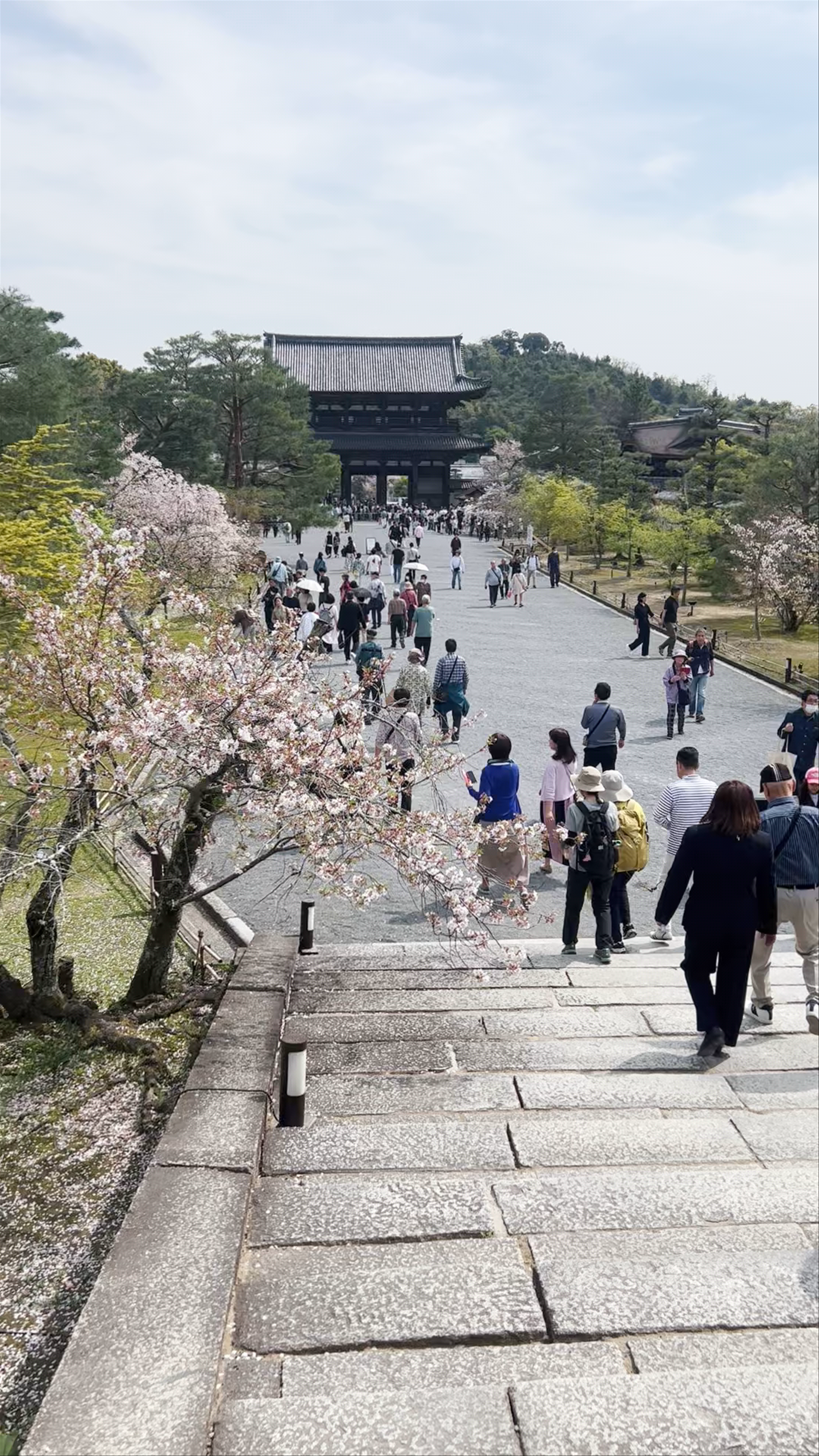 Ninnaji Temple in Kyoto: Serenity Amid Cherry Blossoms