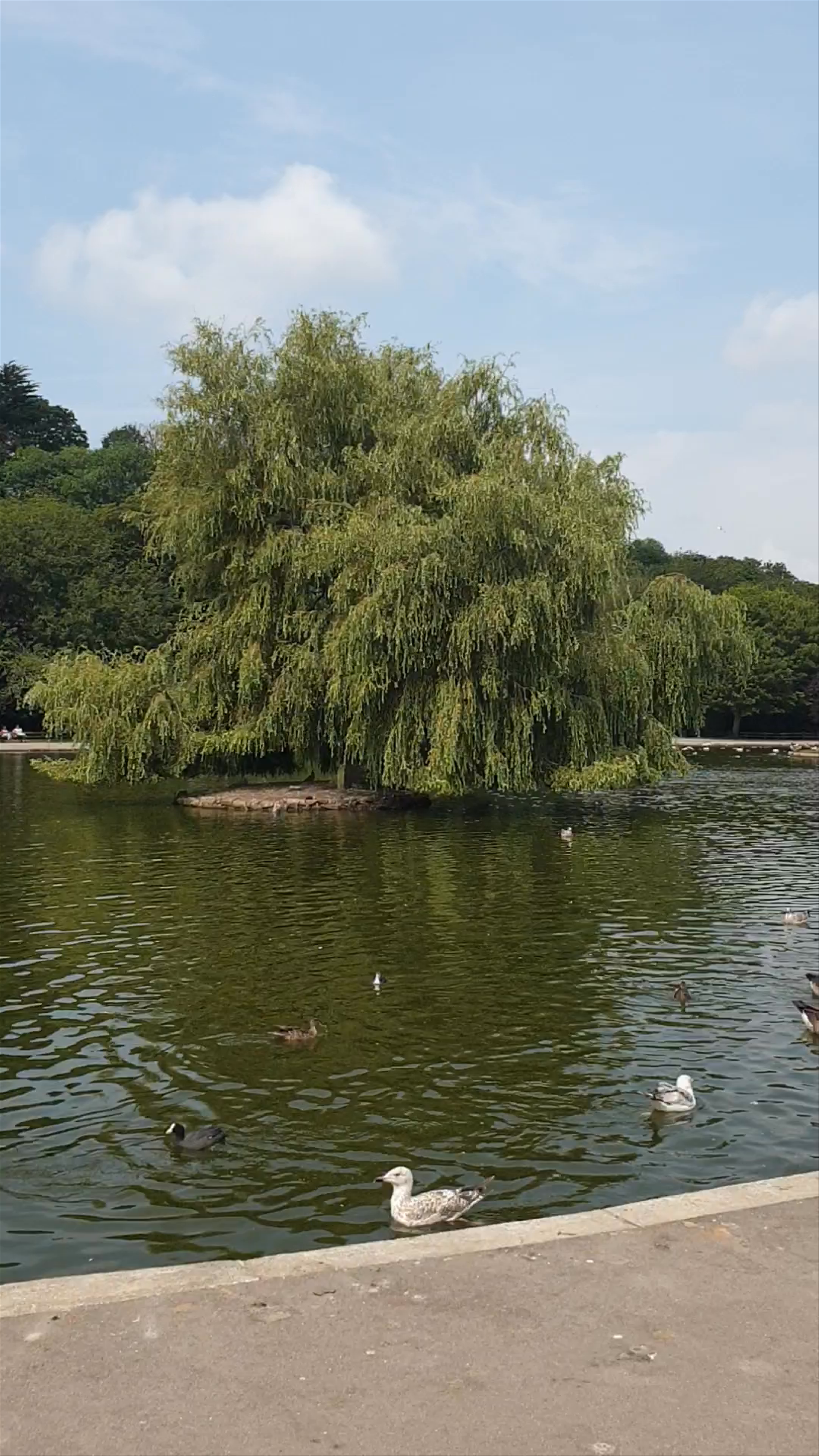 Serene Afternoon at Coronation Park Boating Lake in Helston, UK