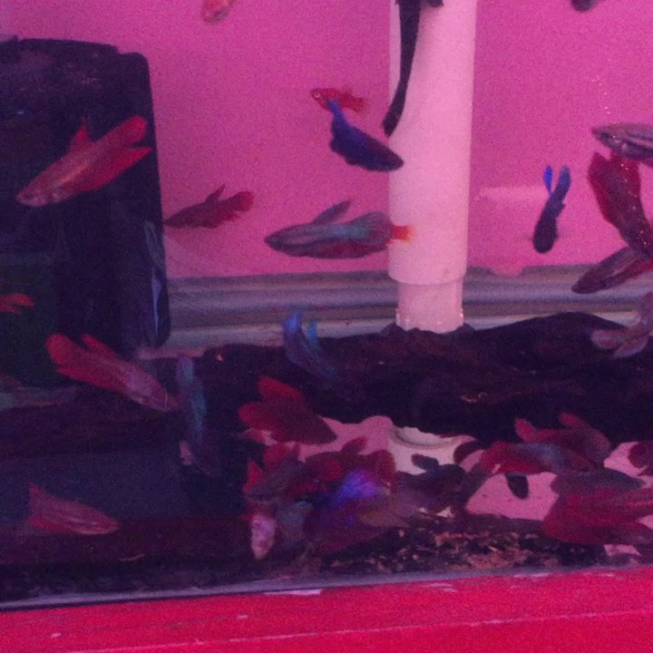 DD Fish-Pets - Female bettas with CLEAR stress stripes!! - Local Fish Stores Near Me - Santa Ana, California