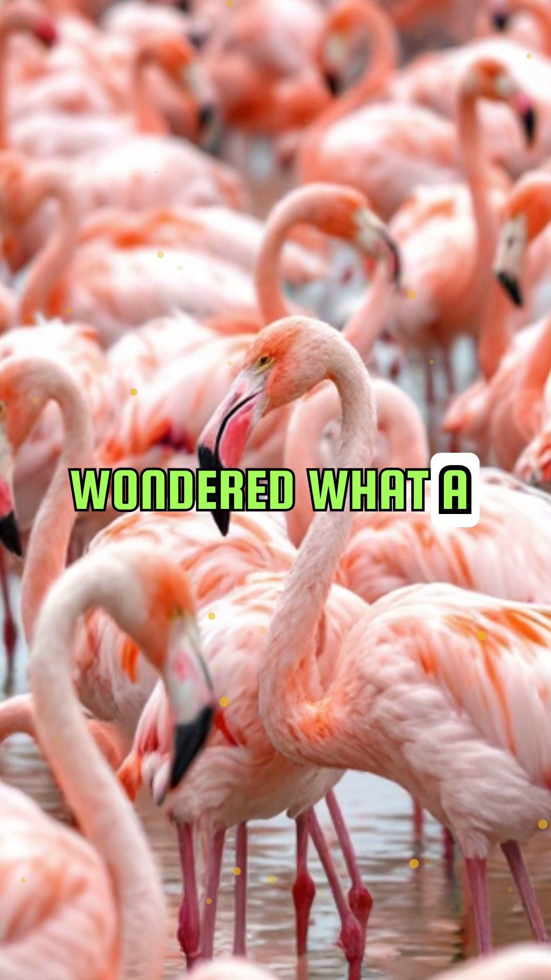 Flocking Together: The Fascinating Name for a Group of Flamingos