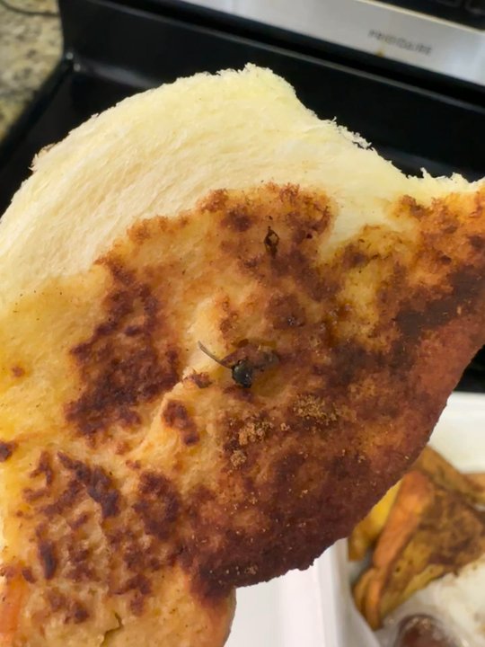 Flashback Diner & Coffeehouse - Fly on my French toast - Diners Near Me - Davie, Florida