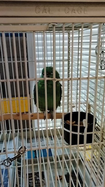 Parrot Connection - PEANUT! - Pet Stores Near Me - Reno, Nevada