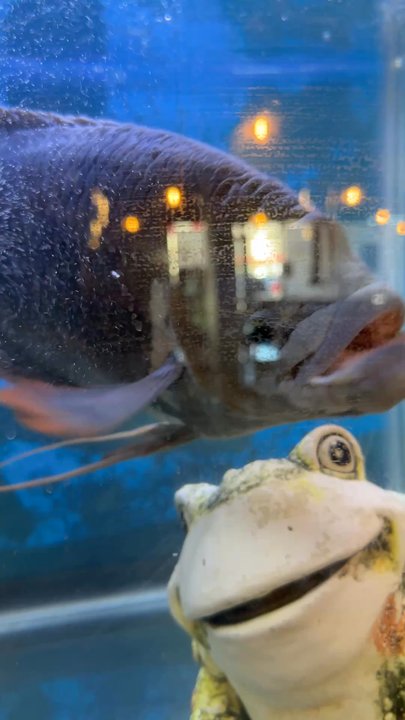 Dongbu Korean BBQ - This fish stared at us the whole time... I'm obsessed with him! I think his name is Phil or Frank or somethin' - Korean Near Me - Escondido, California