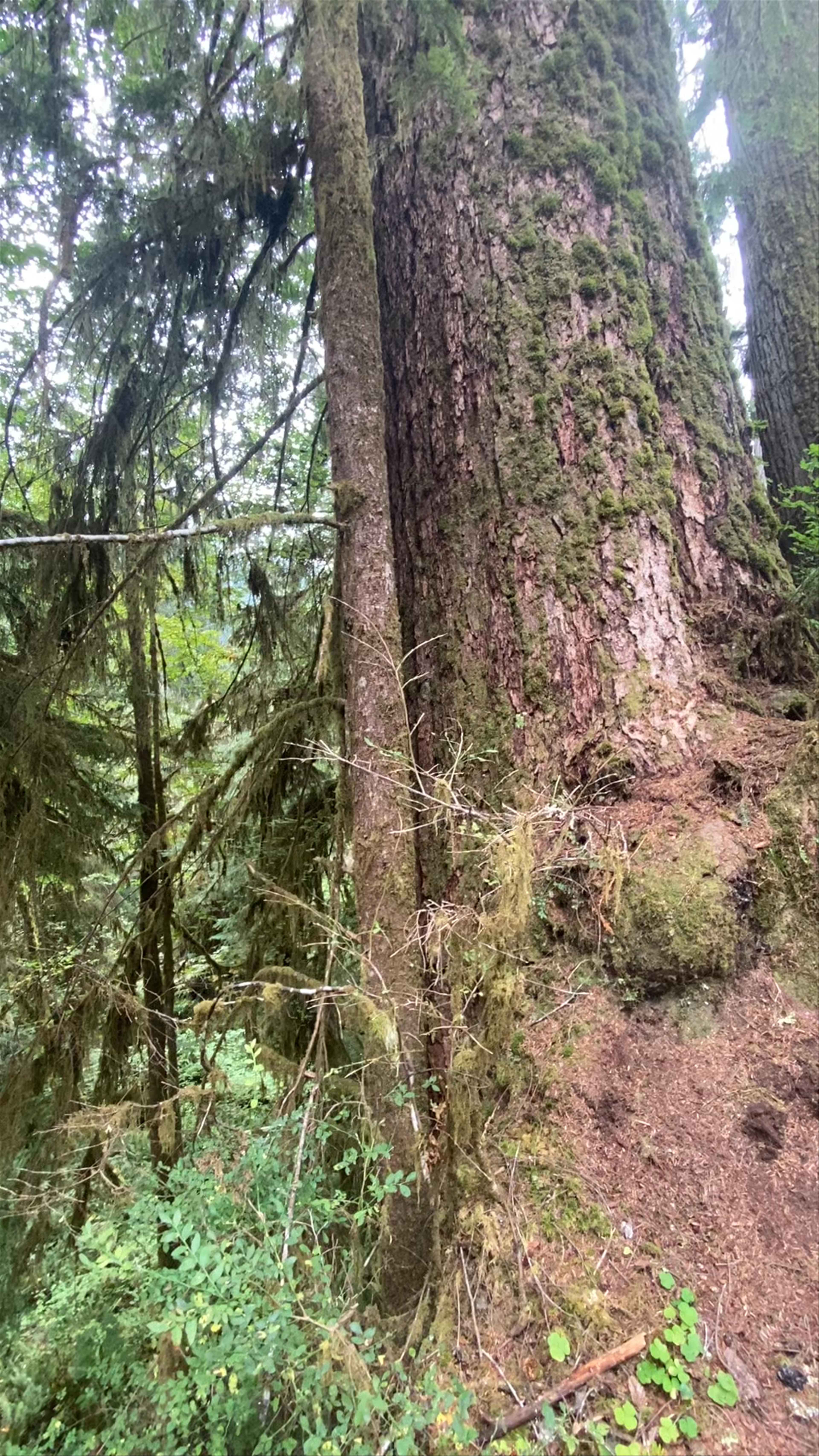 Mount Rainier National Park
