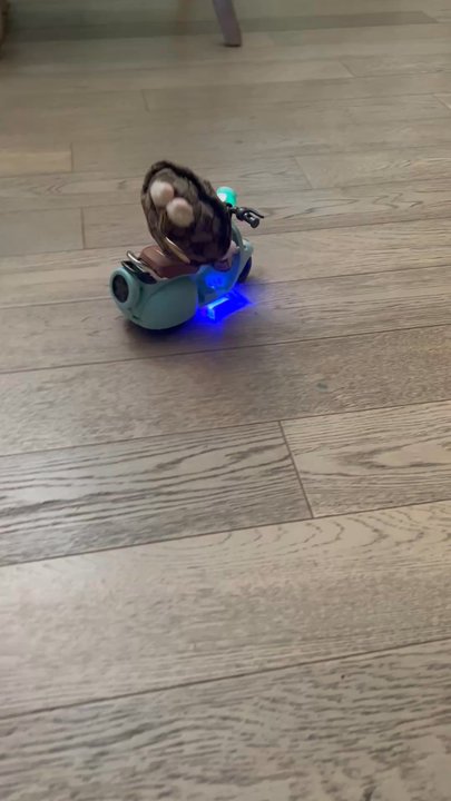 Awesome Collectibles - Scooter has lights, does wheeleys and has music - Toy Stores Near Me - Paramount , California