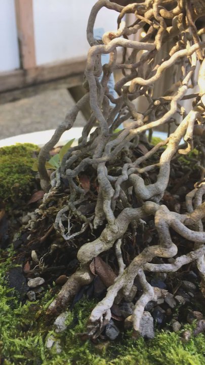 Bonsai by Dori - Nurseries & Gardening Near Me - Cottondale, Florida