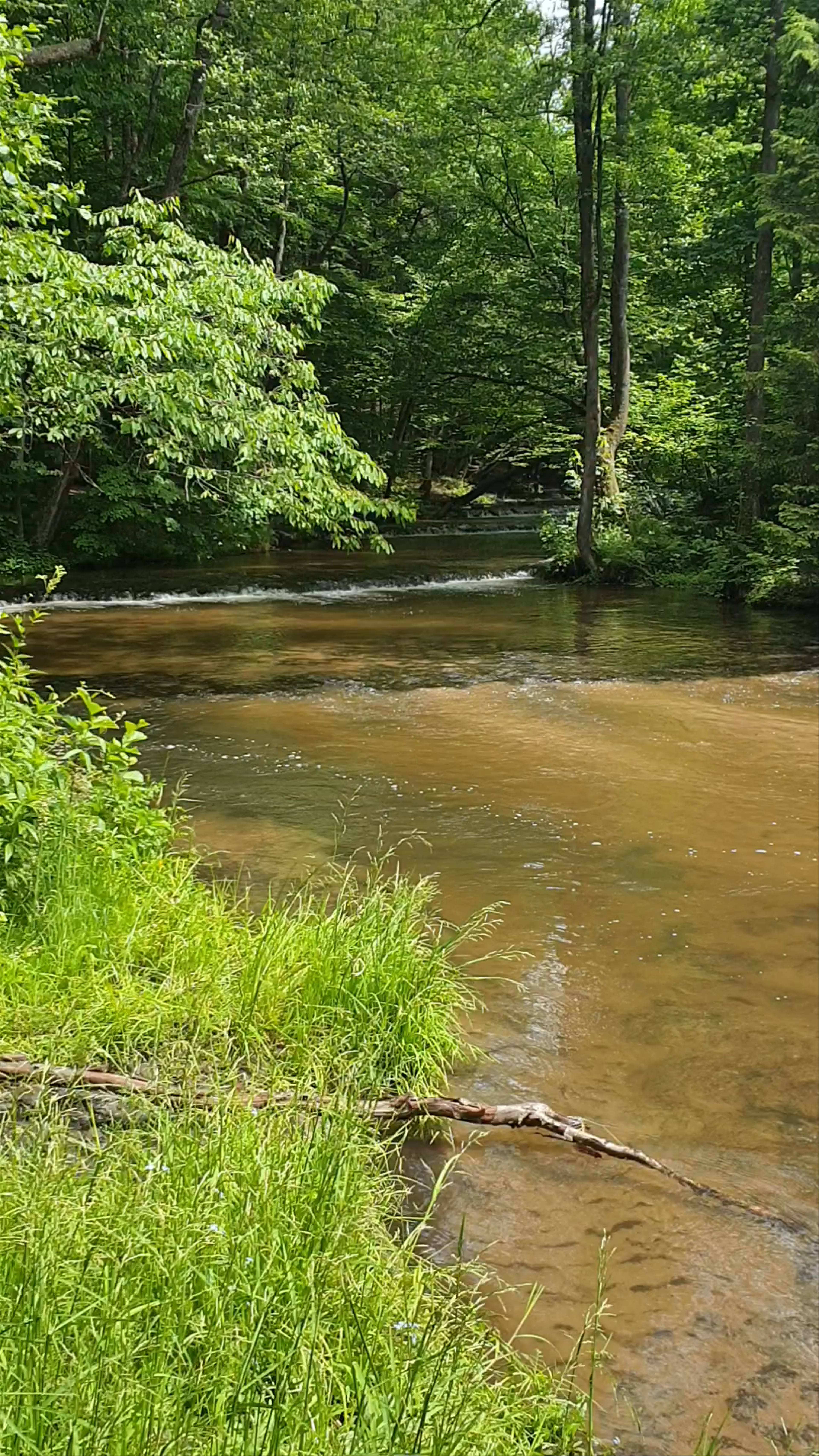 Rezerwat przyrody Nad Tanwią