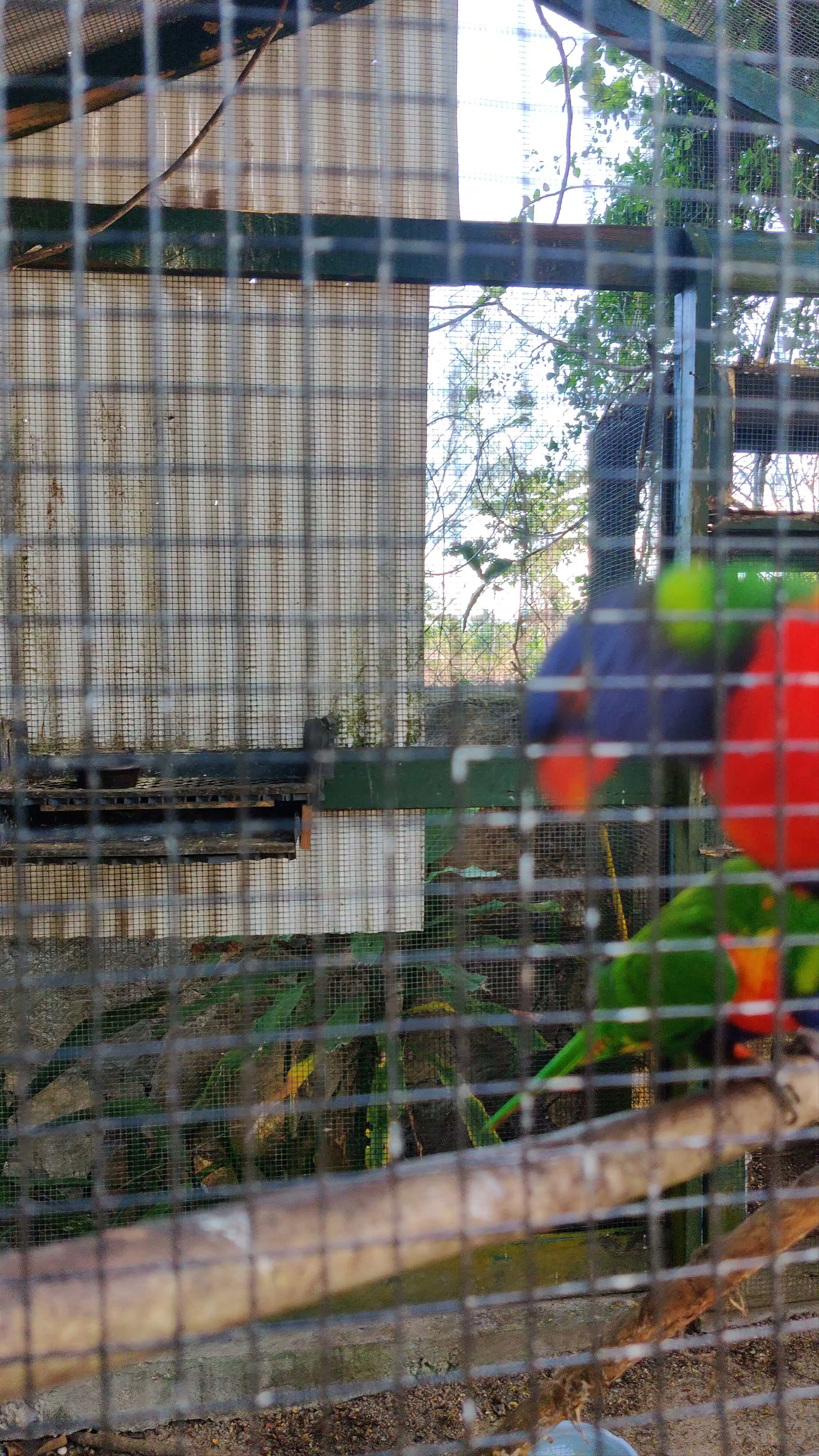 Ardastra Gardens & Wildlife Conservation Centre