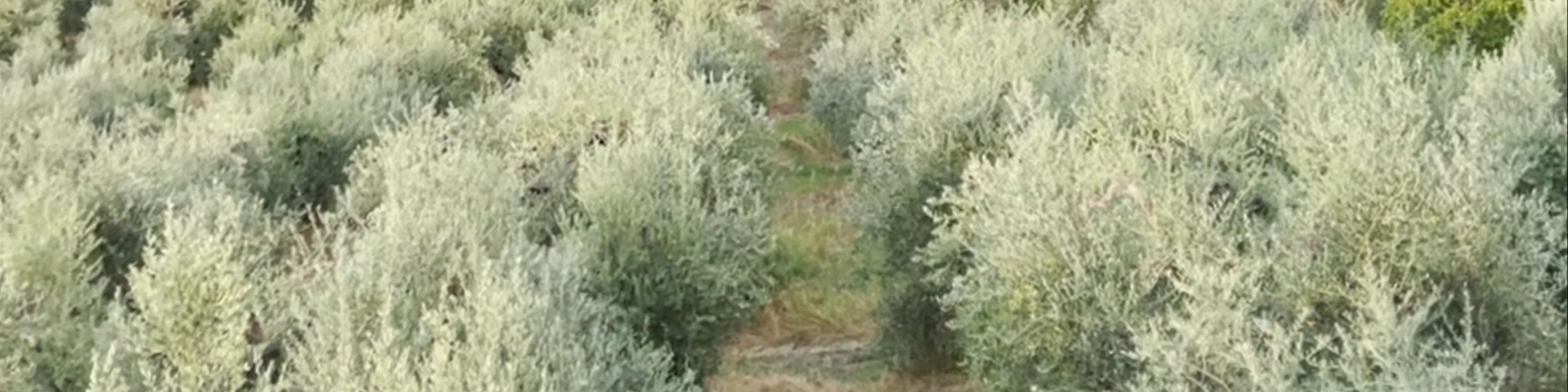 Agriturismo Il Casolare di Bucciano
