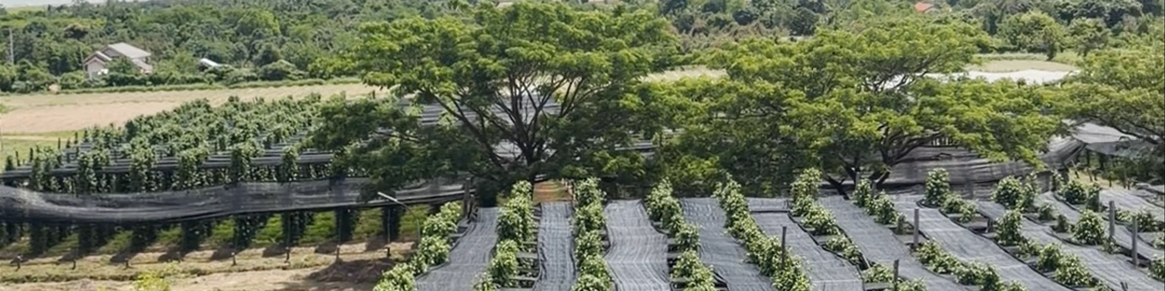 La Plantation