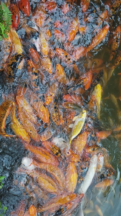 Byodo-In Temple - Fish feeding - Buddhist Temples Near Me - Kaneohe, Hawaii