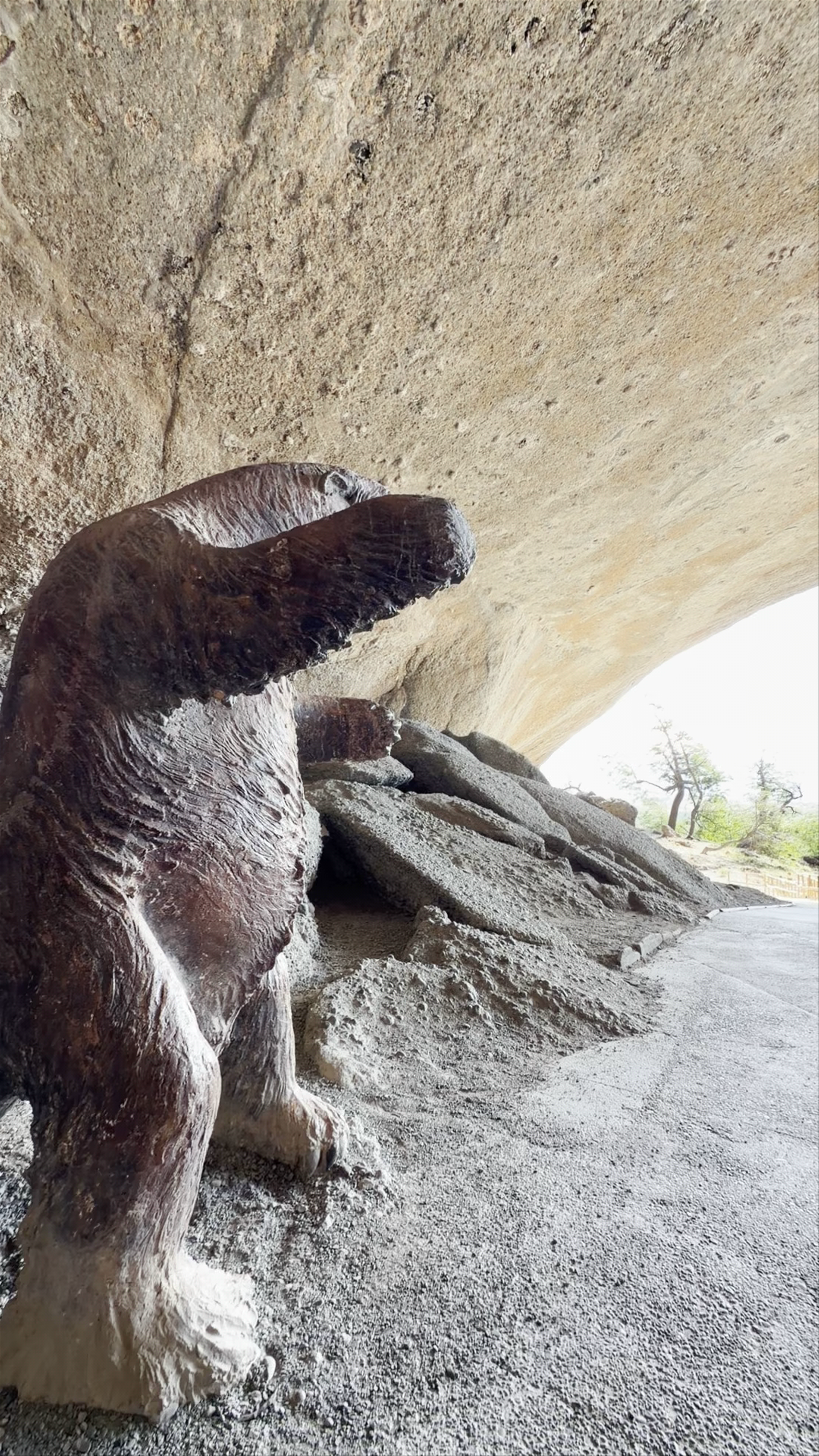 Cueva del Milodón - Y-290