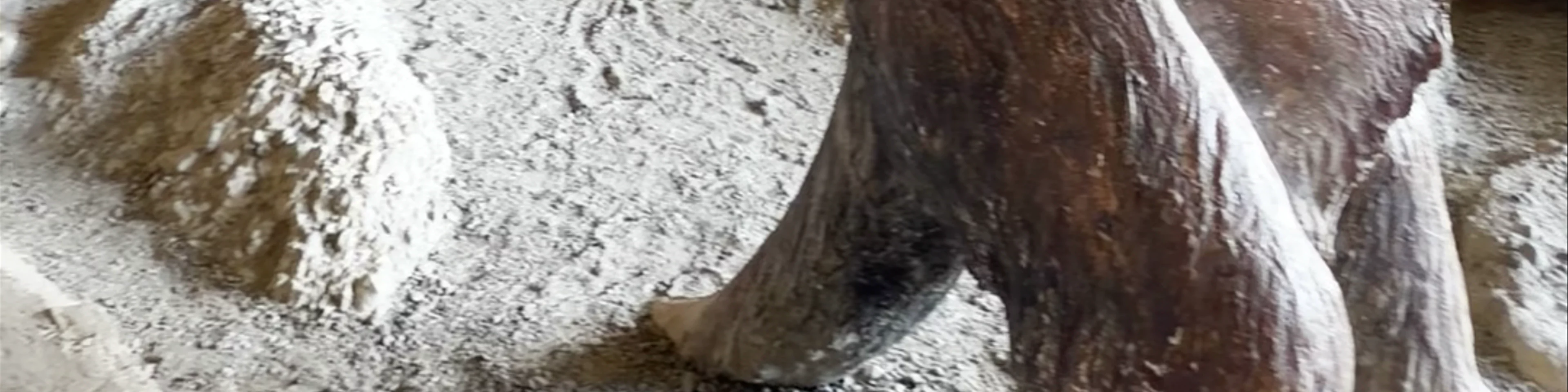 Cueva del Milodón - Y-290