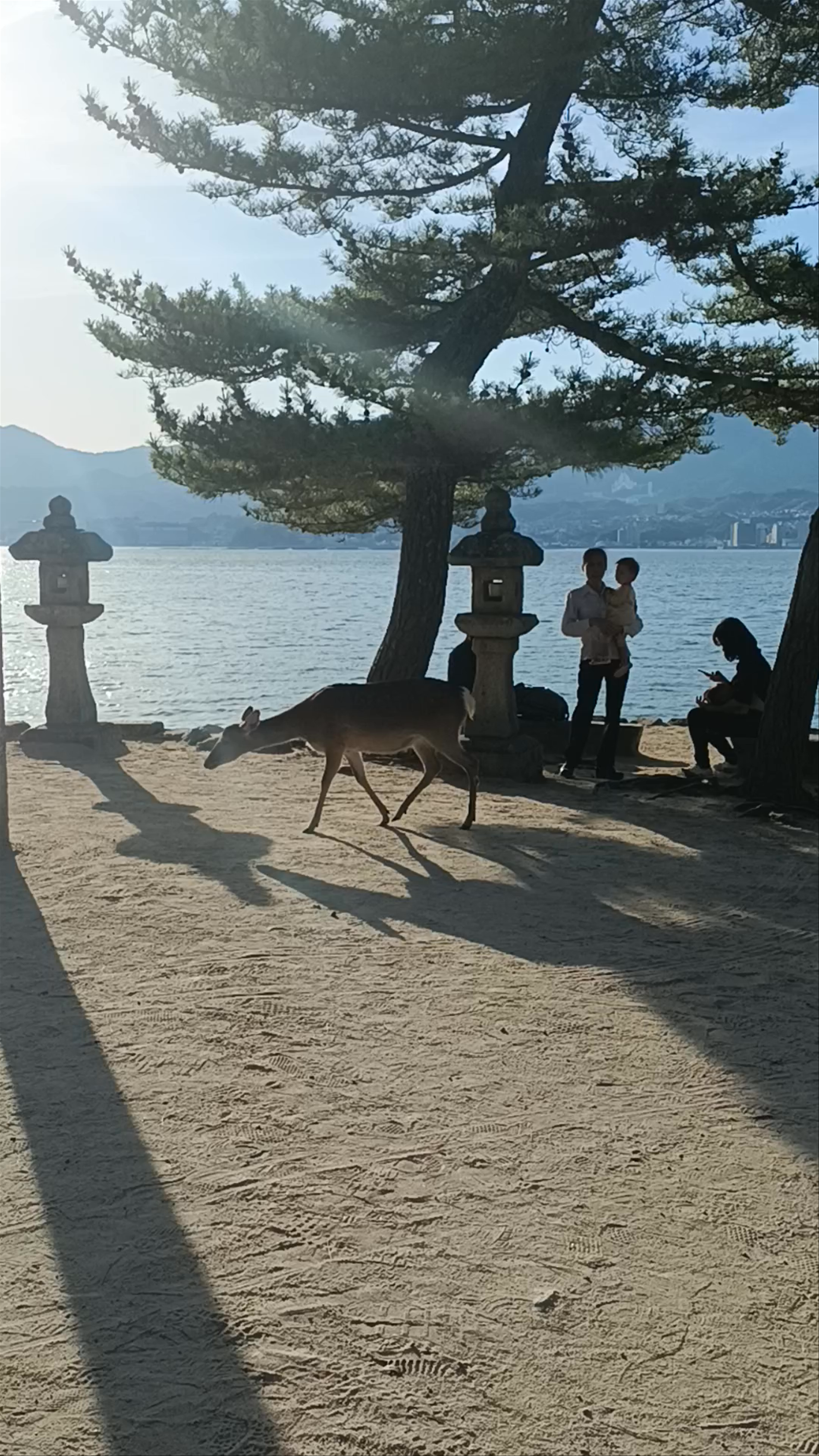 Serene Miyajima Deer Encounter at Sunset