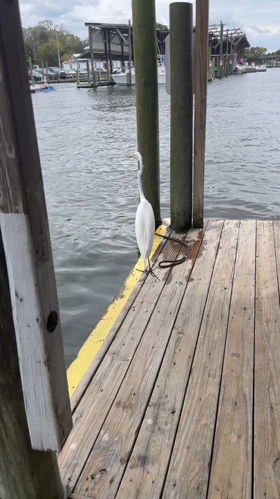 Pete's Pier Marina - Boating Near Me - Crystal River, Florida