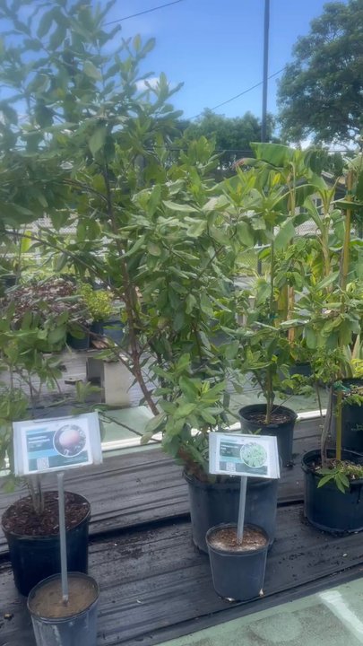 Flogrown farm - Cacao trees breadfruit trees Jaboticaba jackfruit - Nurseries & Gardening Near Me - Parkland, Florida