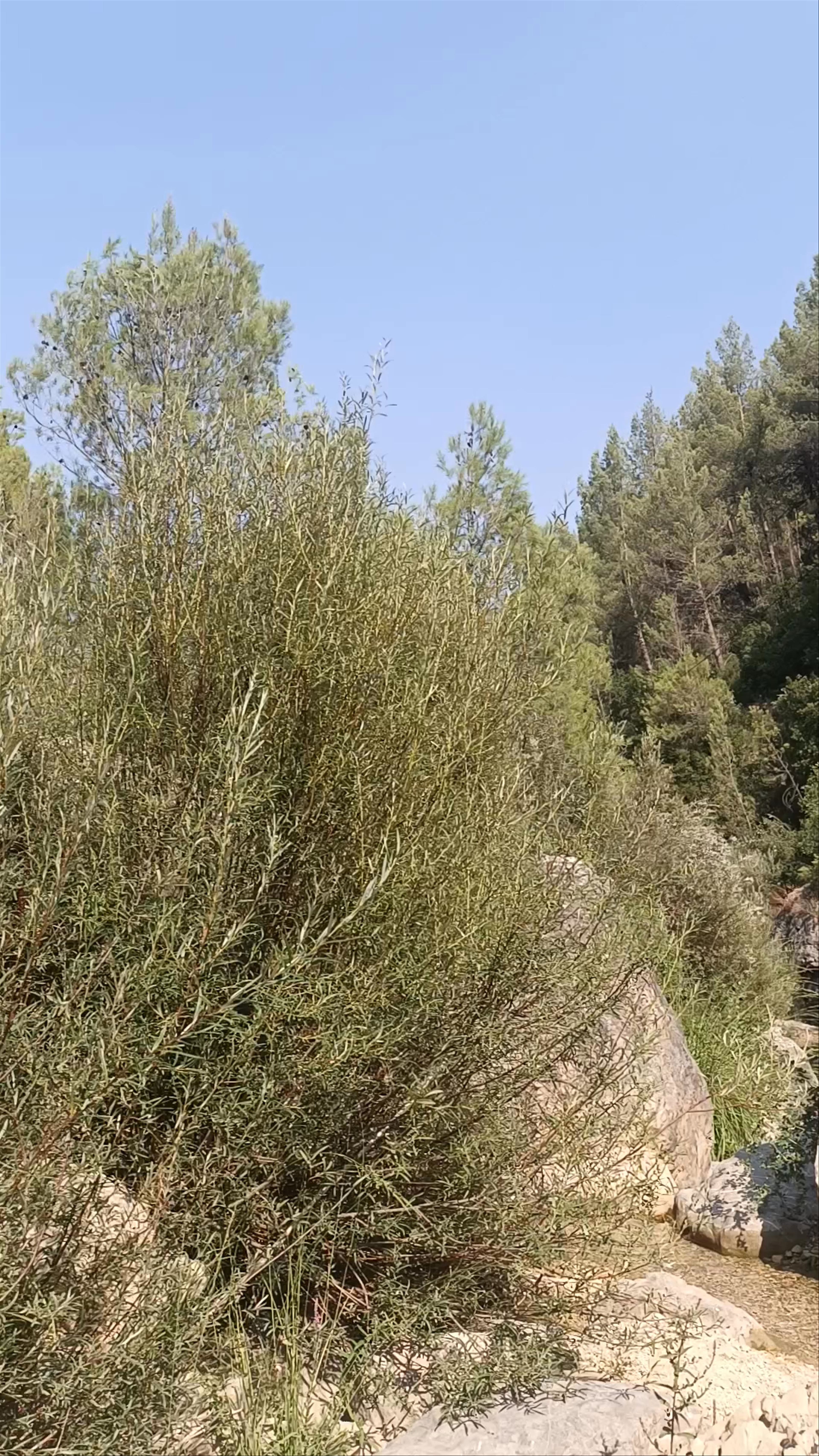 Salto de agua del Molino Jaraiz