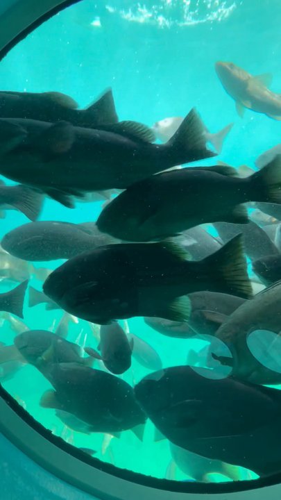 Catalina Adventure Tours - Tours Near Me - Avalon, California
