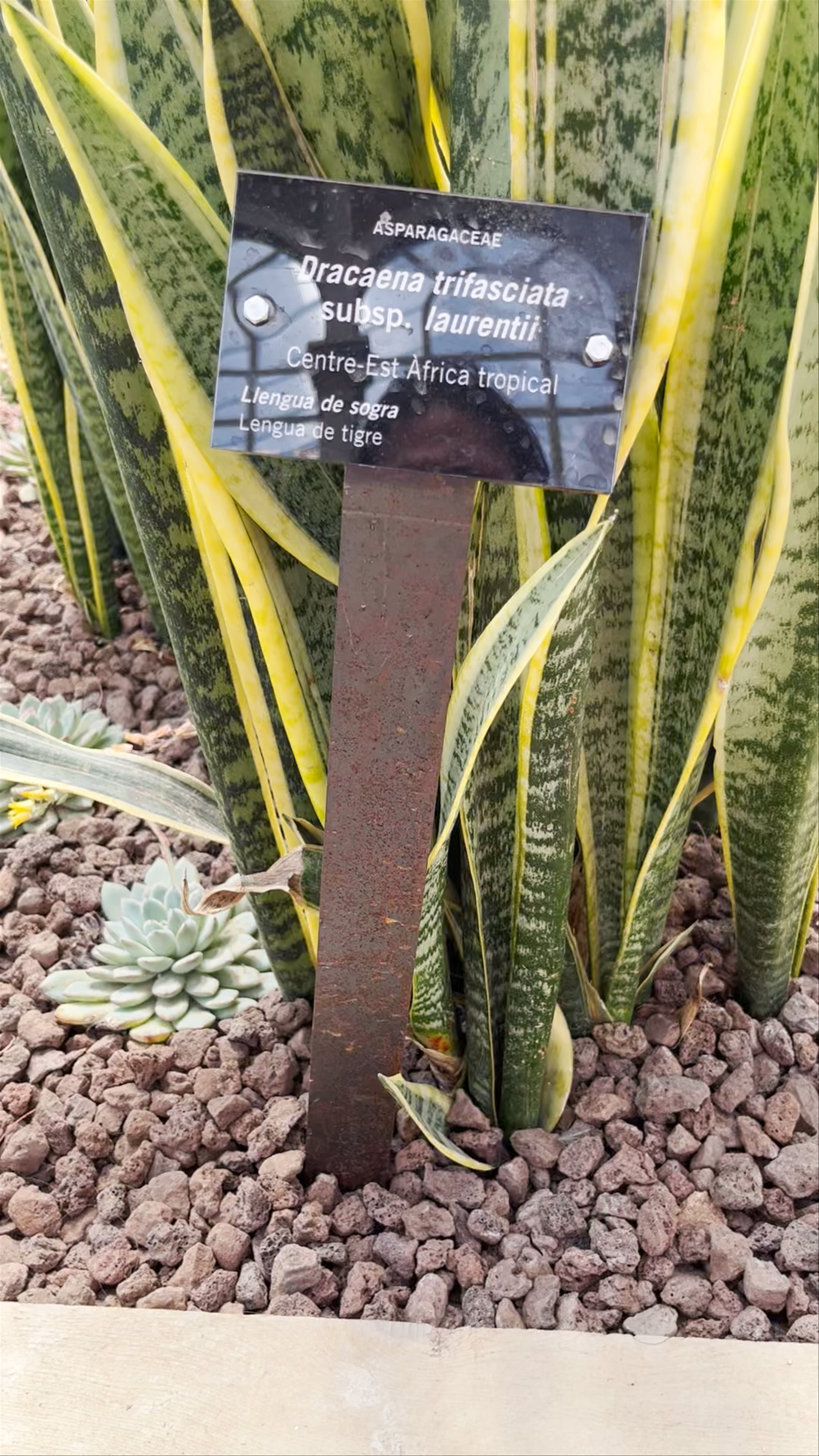 Invernadero del Parque de la Ciutadella: Botanical Serenity in Barcelona