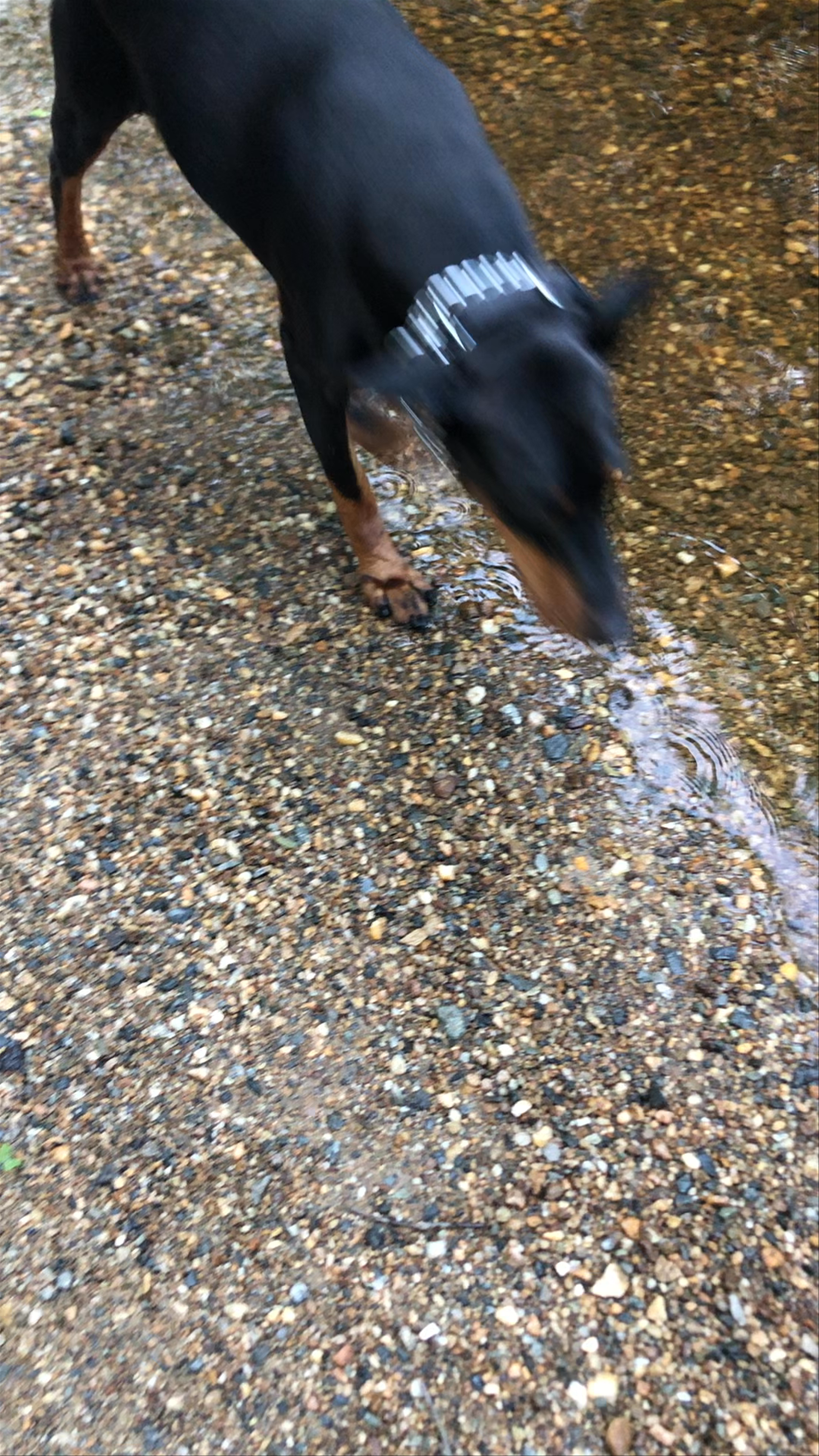 Boone Fork Trail, Boone