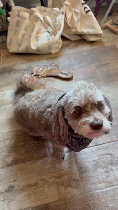 Smelly Dog - Orion freshly trimmed! - Pet Groomers Near Me - Phoenix, Arizona