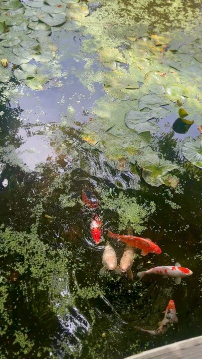 Pierson Building Center - Koi pond. - Building Supplies Near Me - Eureka, California