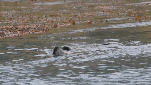 Sant Georgia Seals animated gif