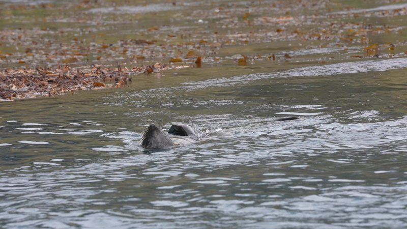 Sant Georgia Seals poster