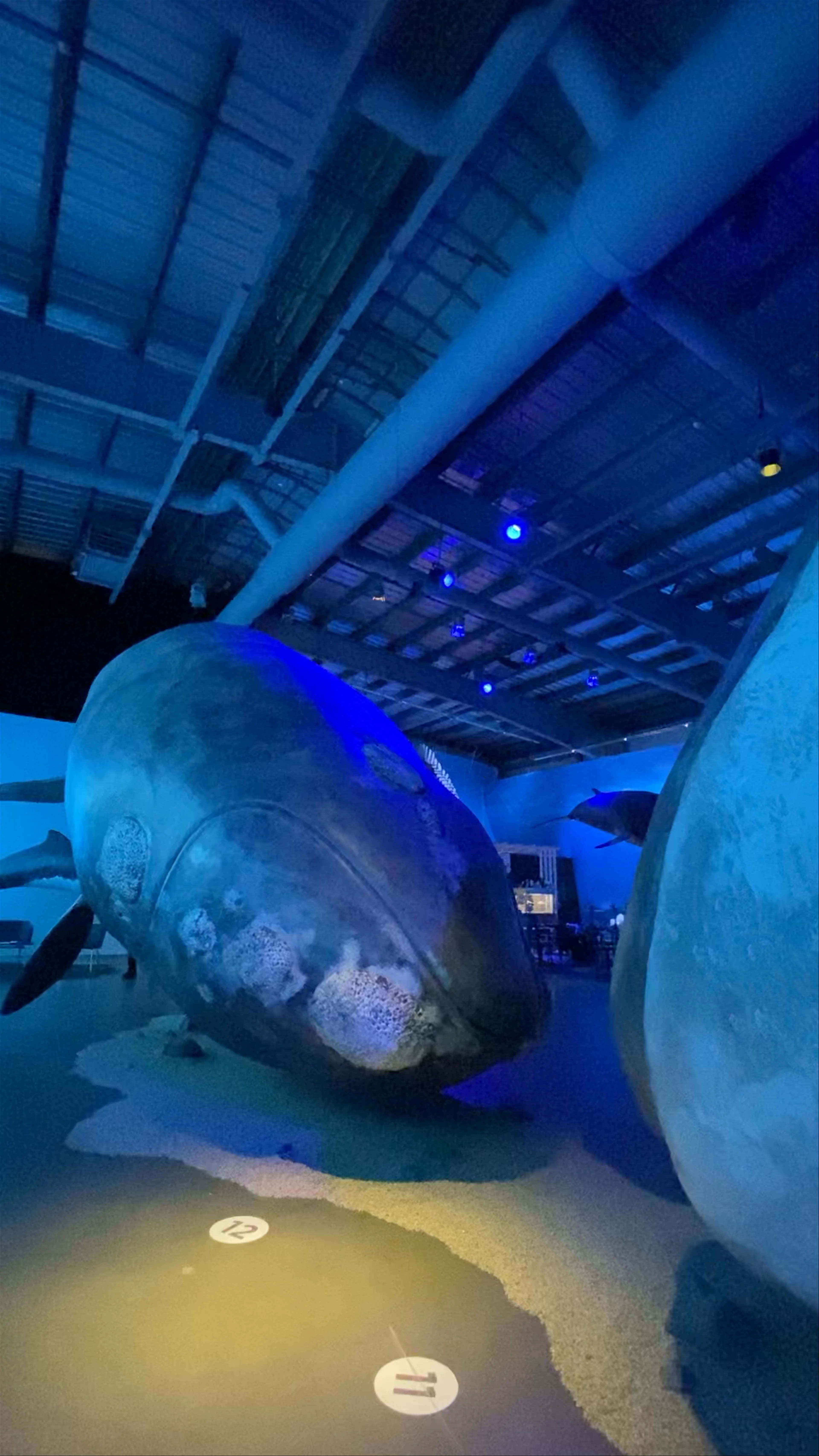 Whales of Iceland, Reykjavík, Iceland