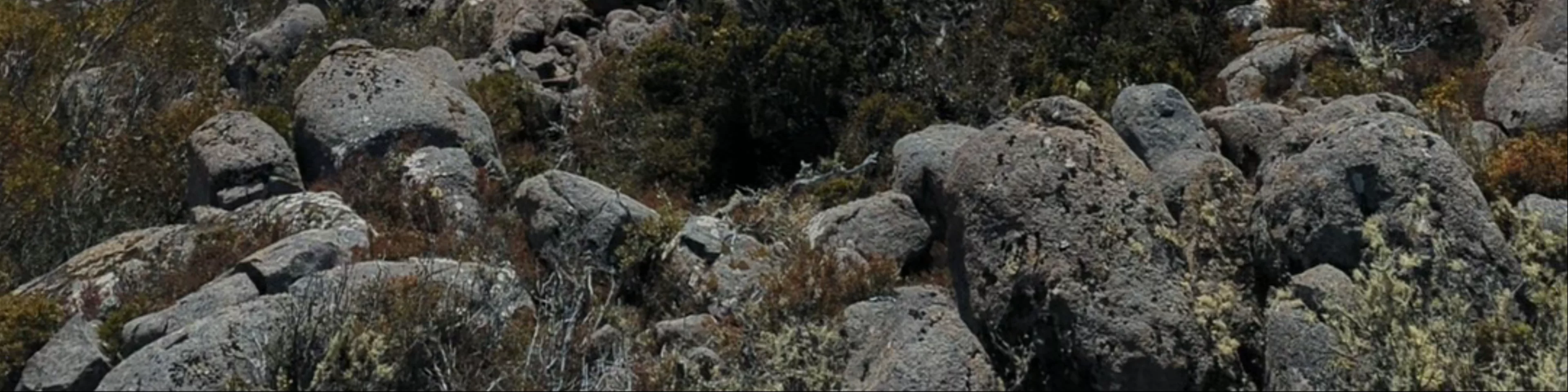 Mount Wellington