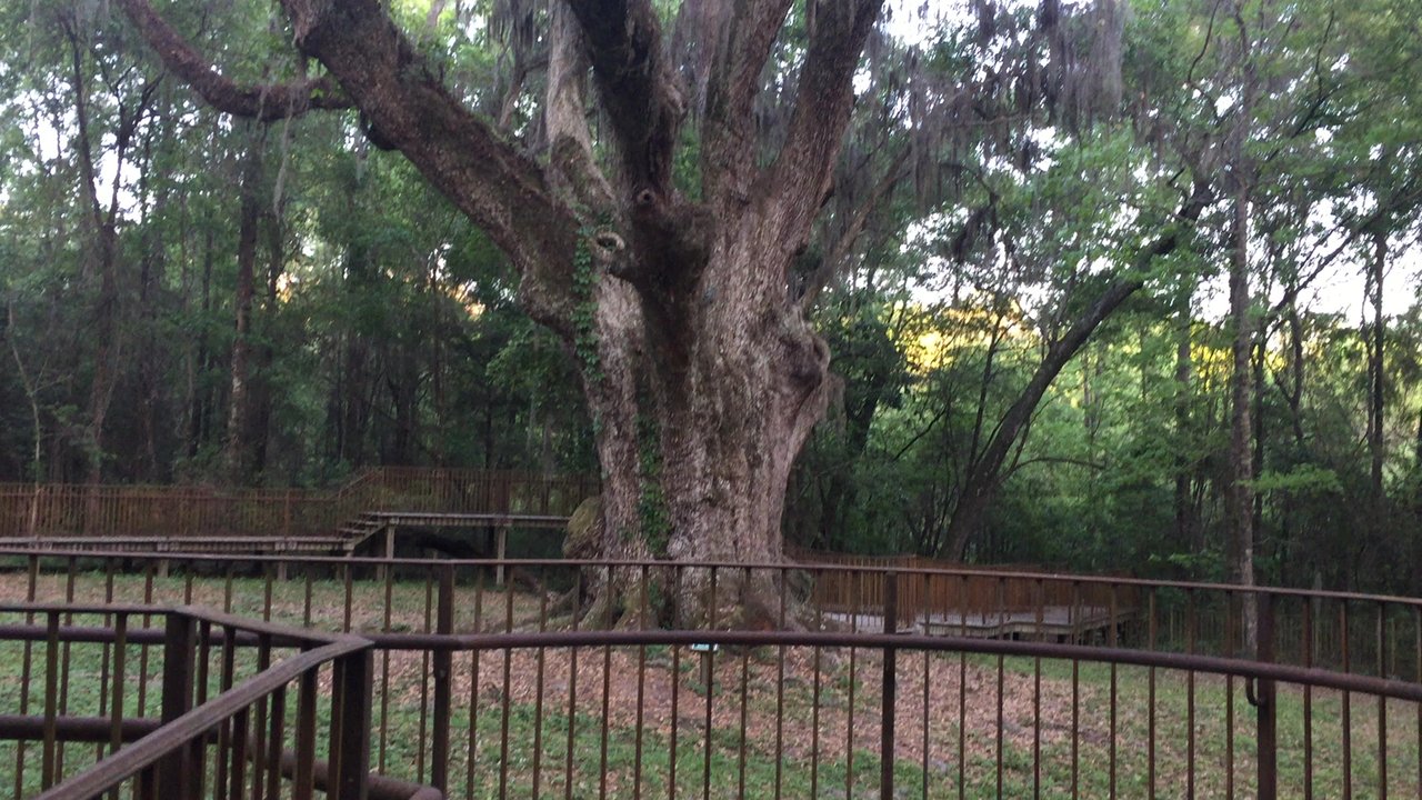 Jackson's Oak - This tree is too huge to entirely fit in a picture. - Landmarks & Historical Buildings Near Me - Daphne, Alabama