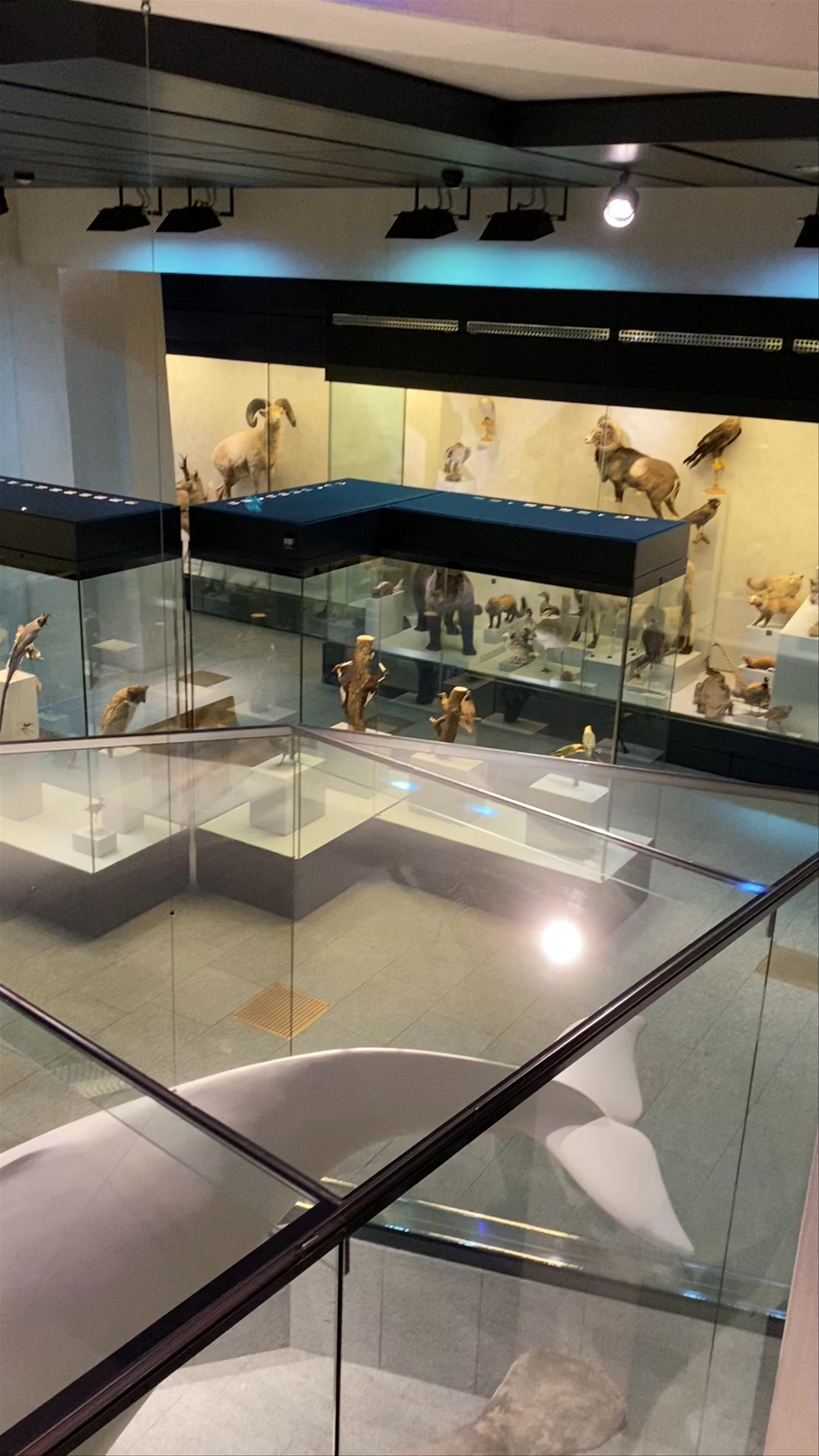 Zoological Museum of Zurich