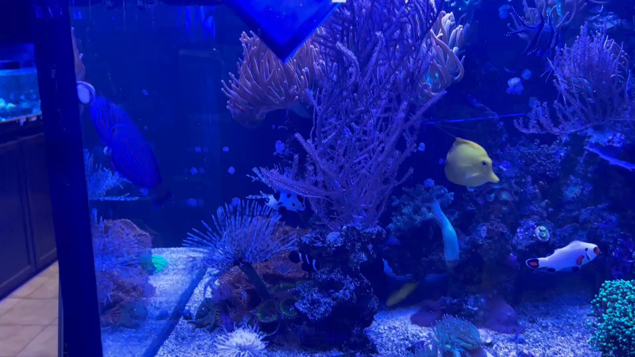 C-Macs Aquarium - Often a conversation is going where they are teaching about what we see in the different tanks. - Local Fish Stores Near Me - Charlotte, North Carolina