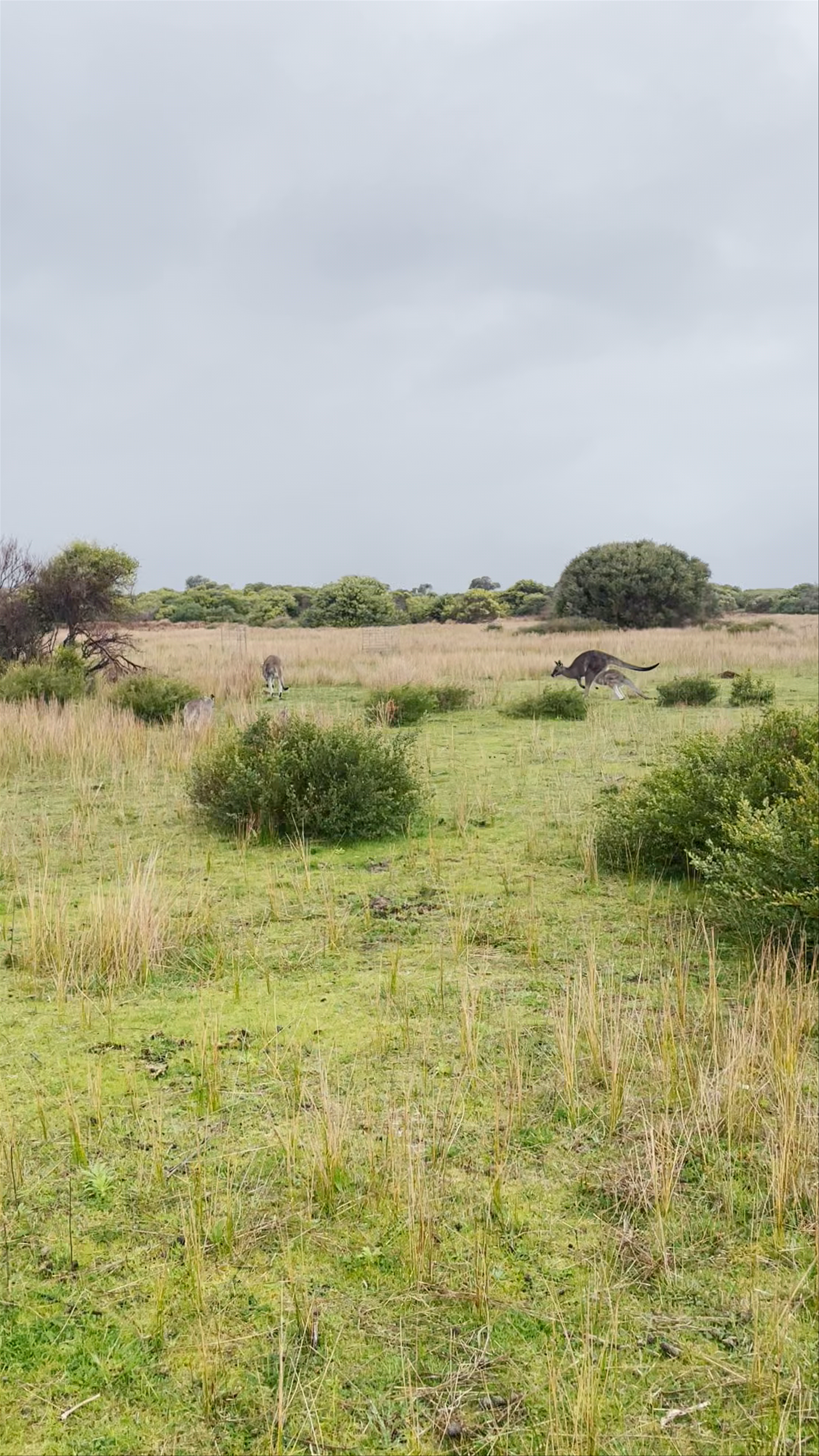 Prom Wildlife Walk: Kangaroos in Natural Australian Bushland