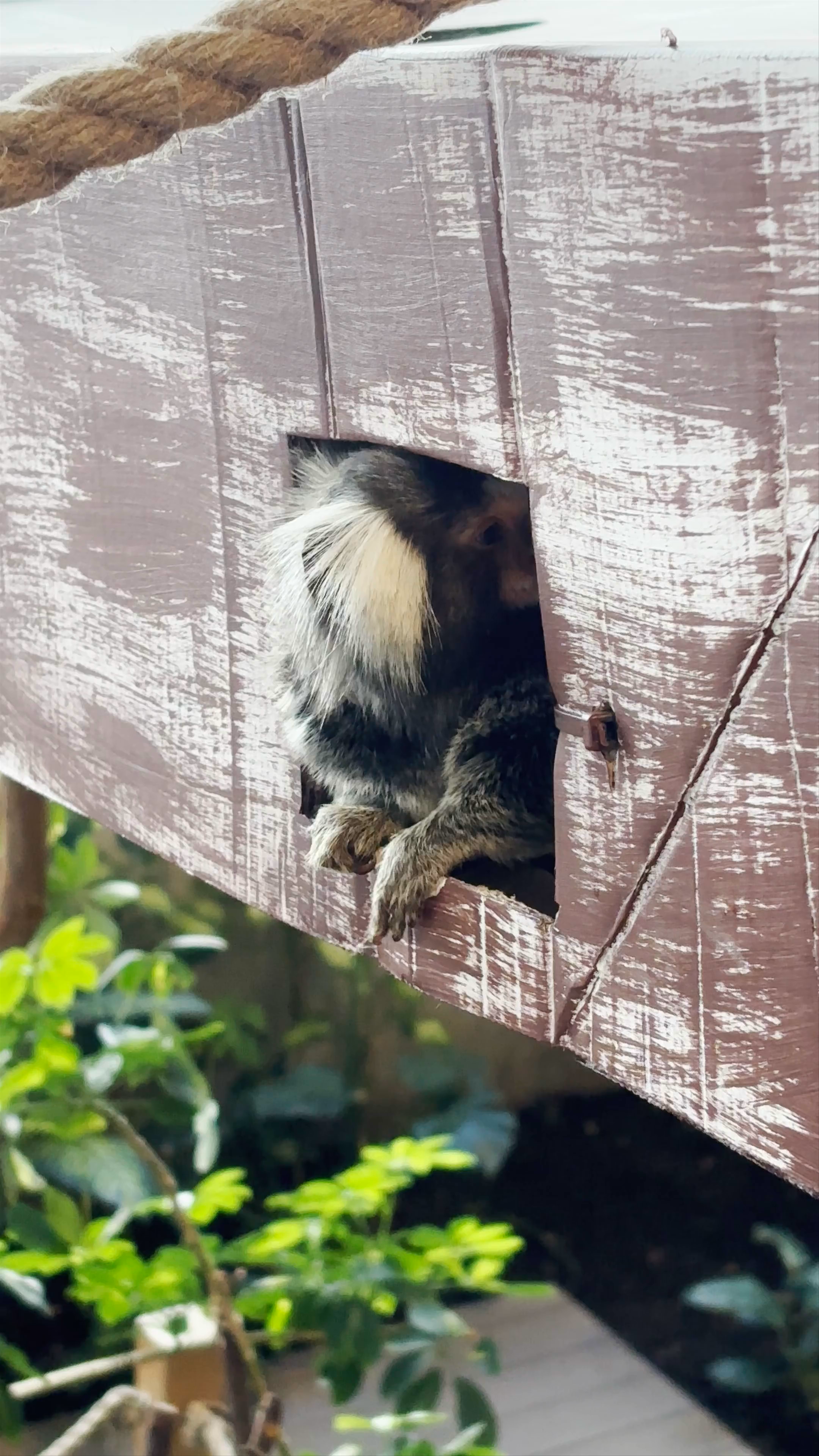 Curious Cotton-Top Tamarin Peeks Out at Zoopark, Vilnius