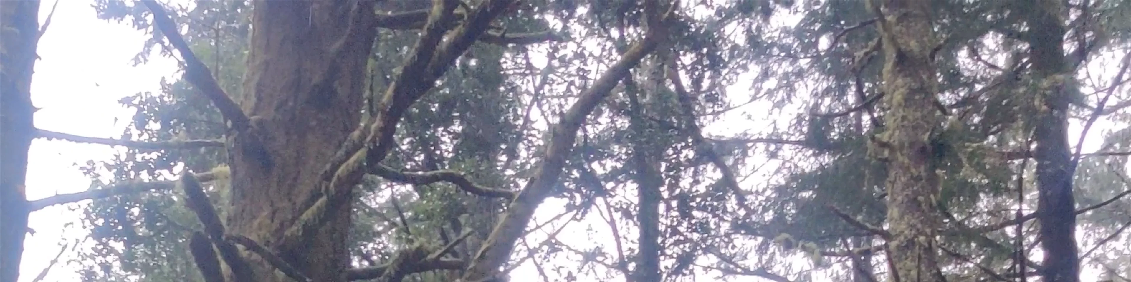 Magic tree