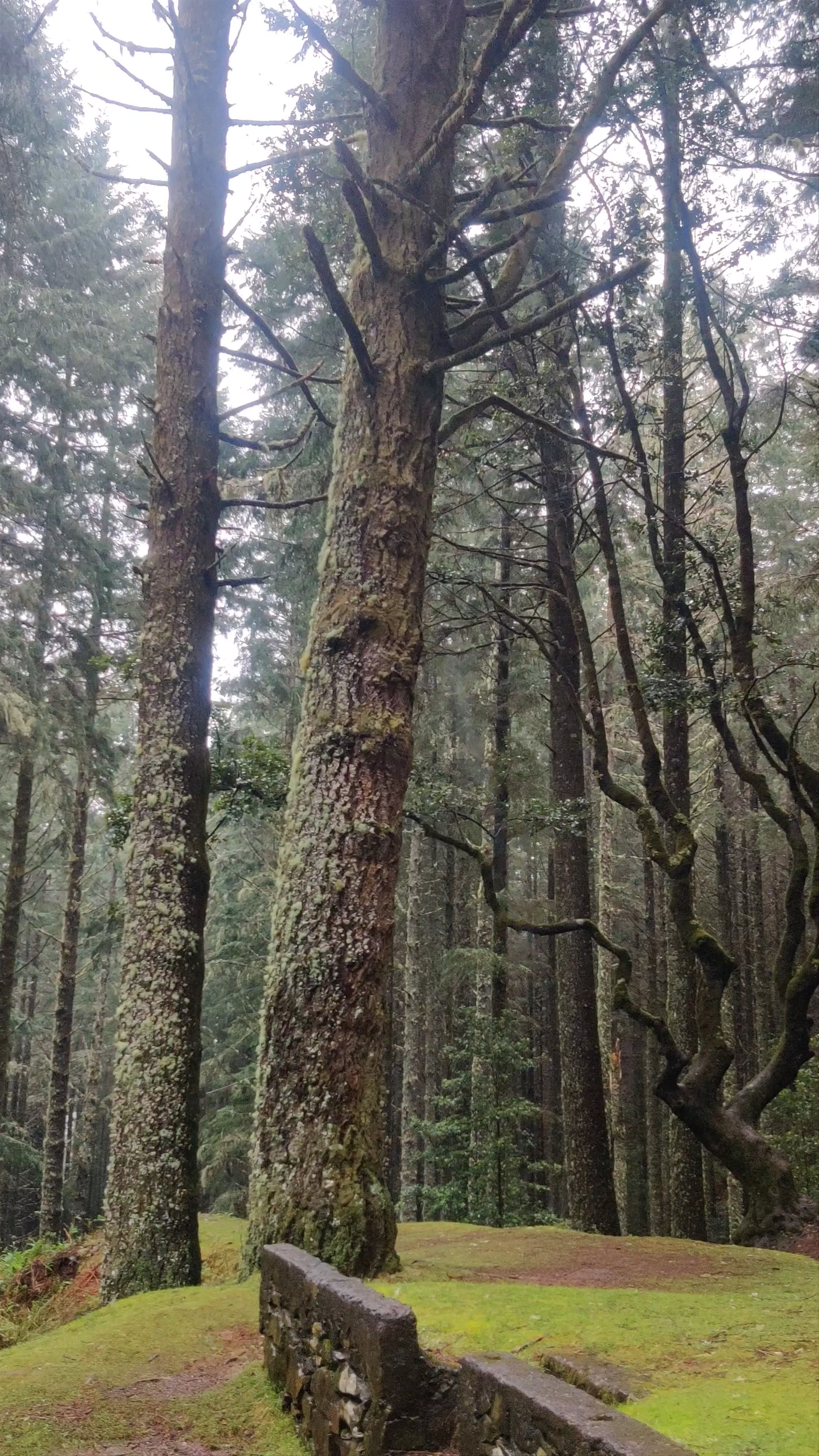 Magic Tree, ER103