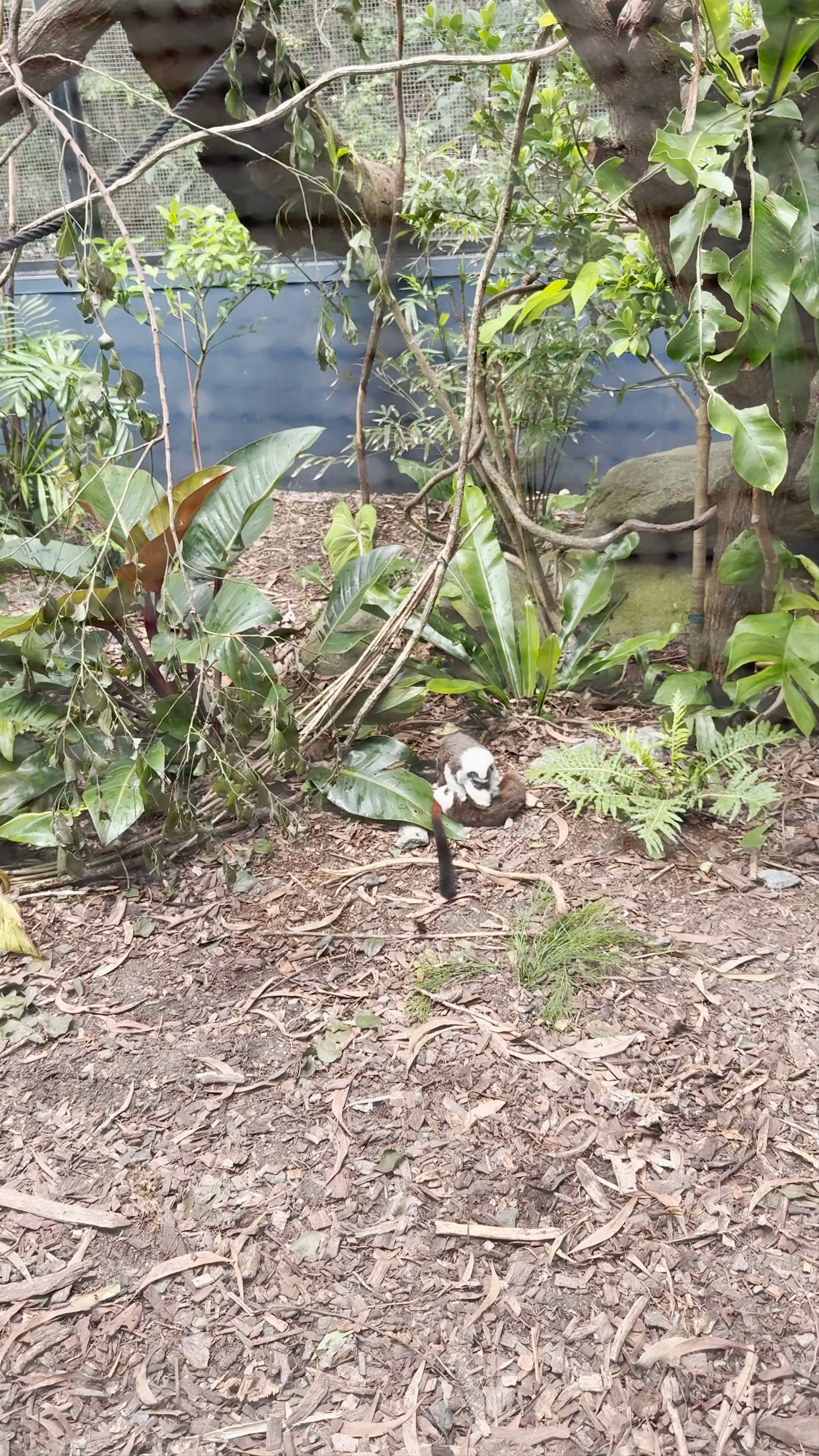 Hartley's Crocodile Adventures