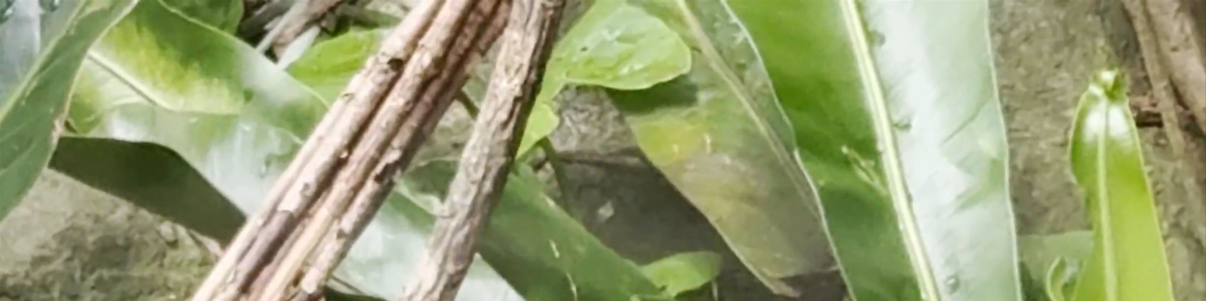 Hartley's Crocodile Adventures