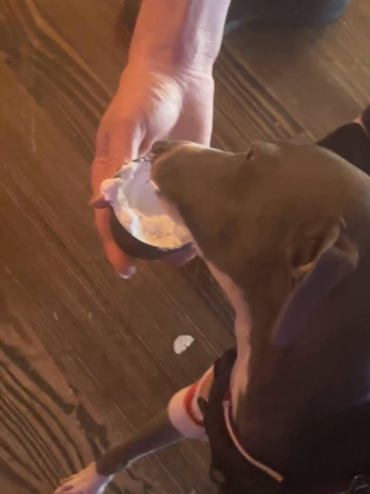 Elixir Lounge Kava Bar - Pup cups are plentiful - Tiki Bars Near Me - Spring, Texas