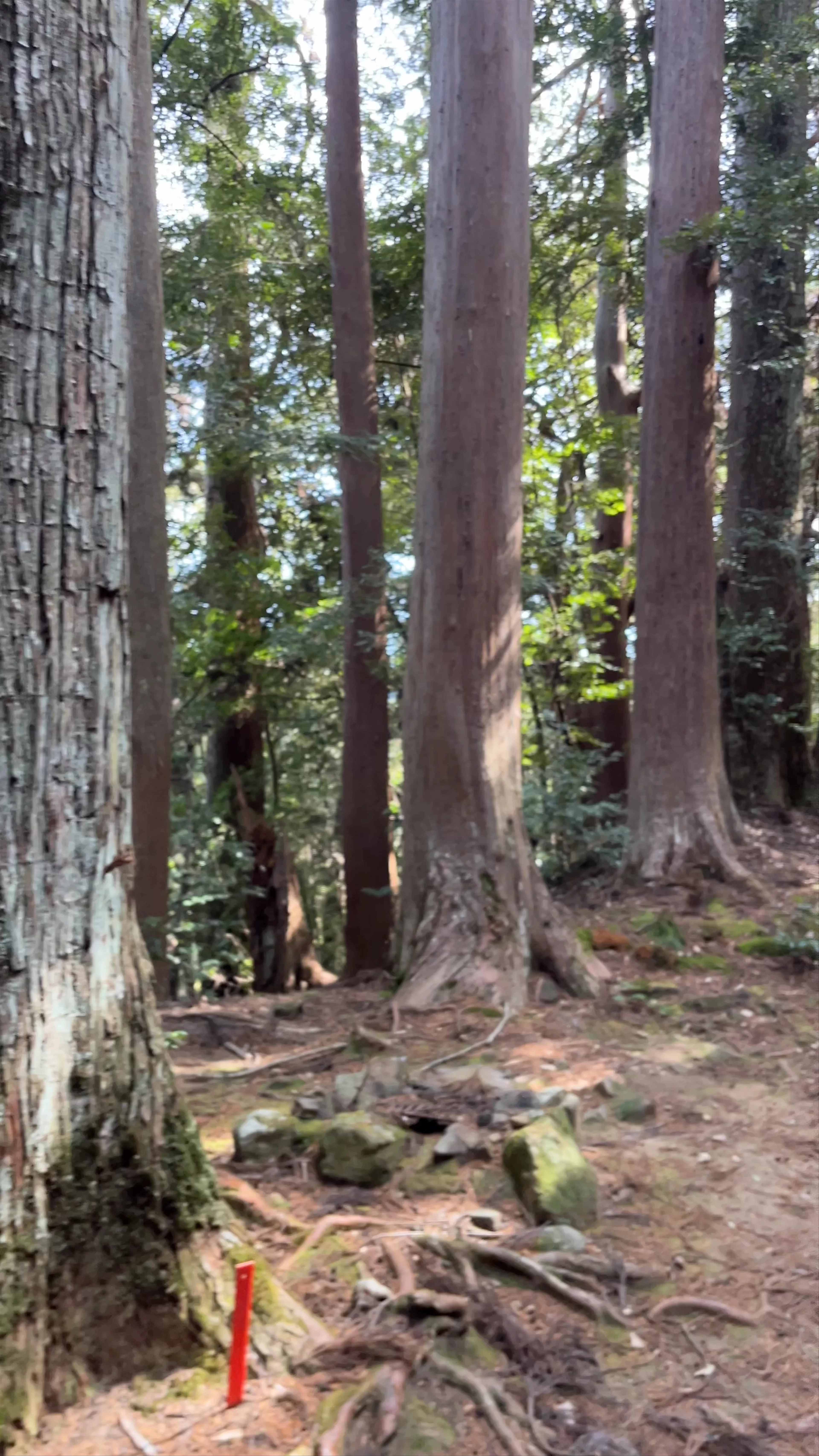 Tsukimigaoka Shrine (月見ヶ丘神社), Motomiya, Tanabe