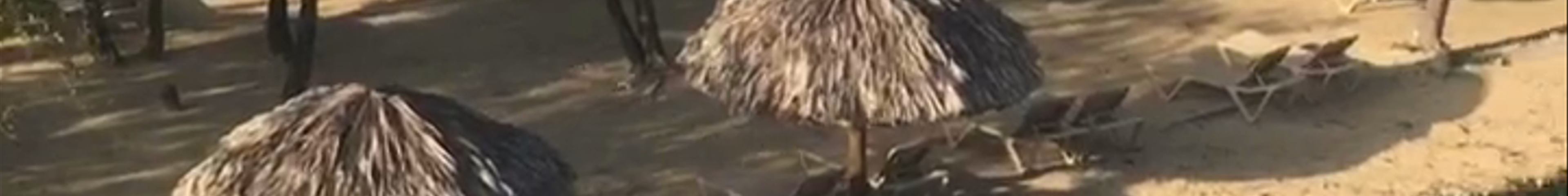 Tours & experiences in Savanna-la-Mar