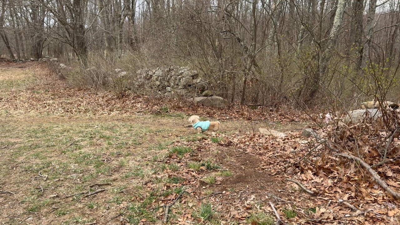 Baxter Preserve - Dog Parks Near Me - North Salem, New York