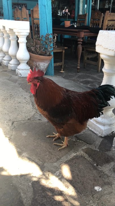La Fonda - The rooster - Mexican Near Me - Ensenada, BCN
