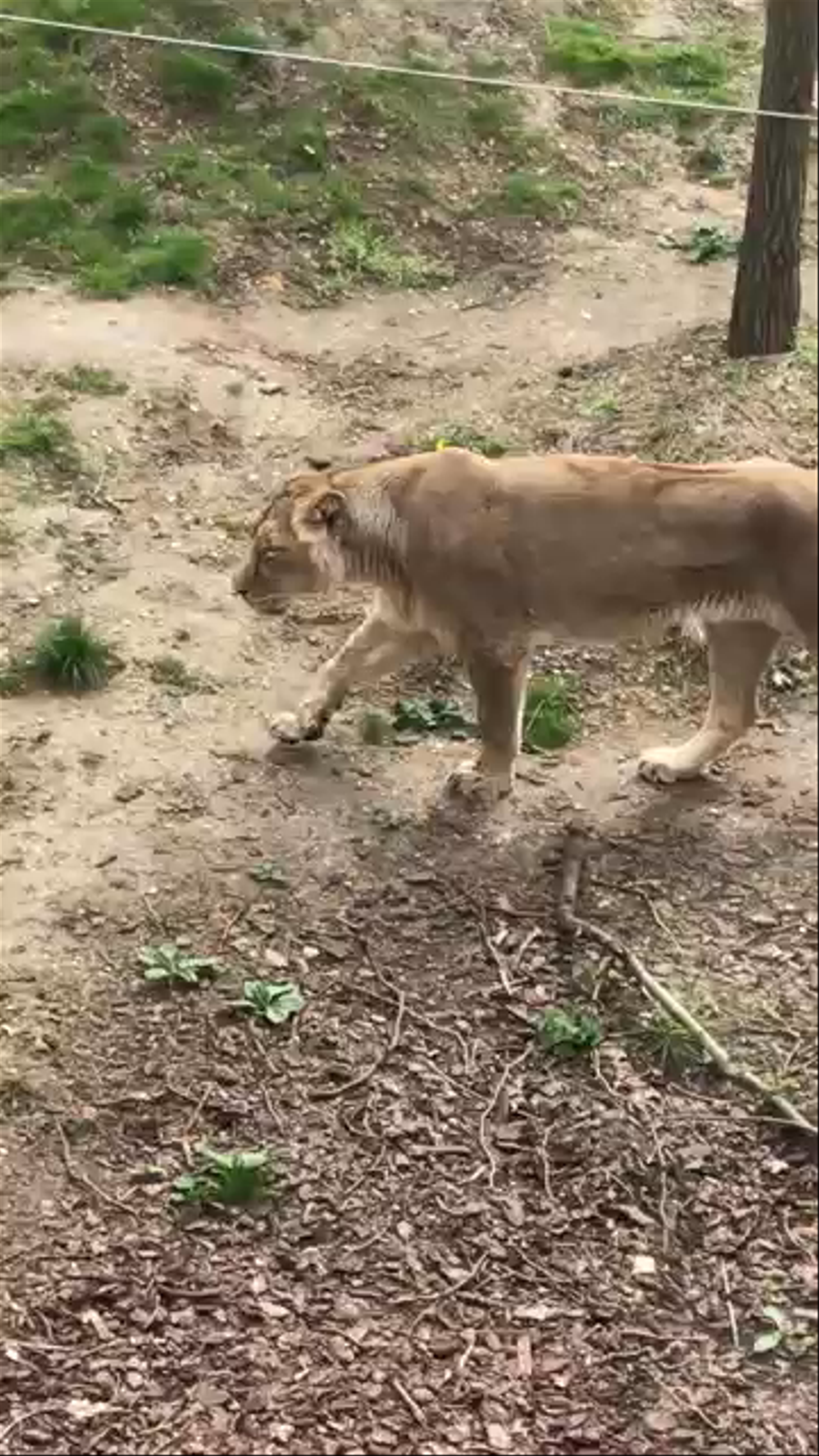 Majestic Lioness Stroll at ZSL London Zoo