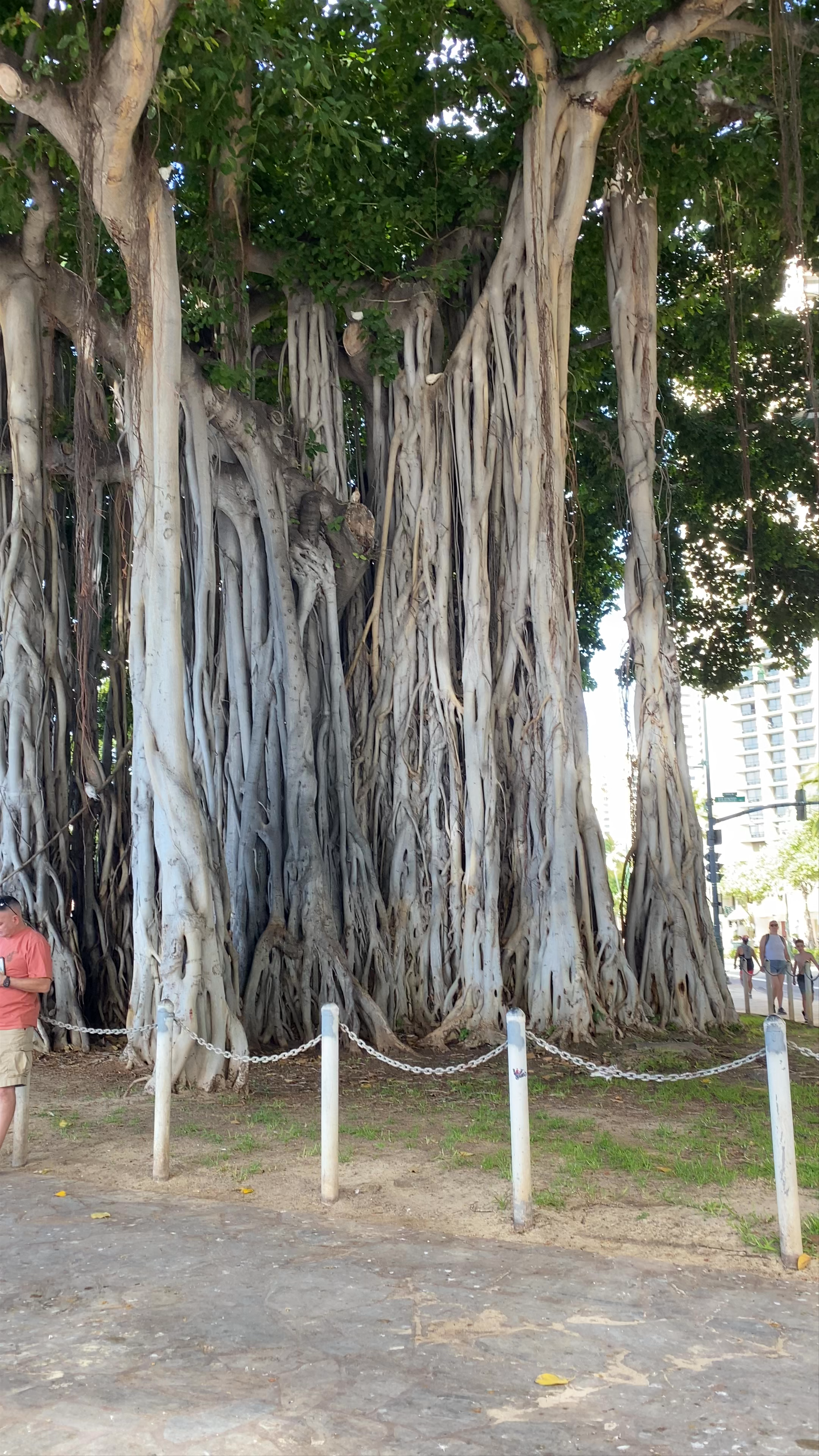 Majestic Banyan Trees at Kuhio Beach Park, Honolulu