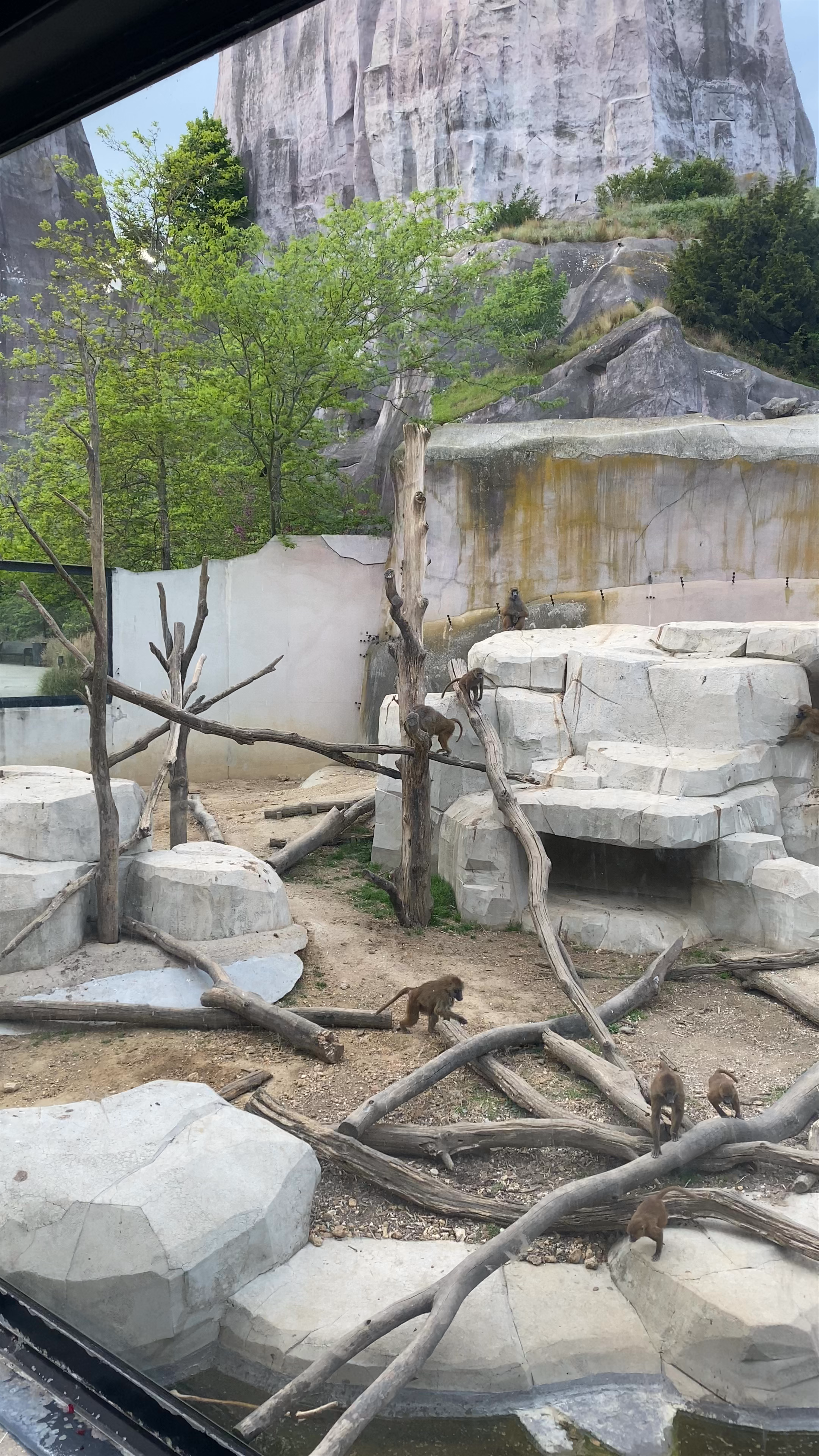 Playful Monkey Troop at Paris Zoological Park
